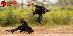 Đá gà cựa sắt