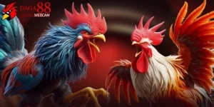 Link đá gà trực tuyến Daga88