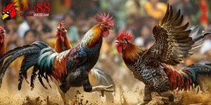 đá gà trực tiếp c5